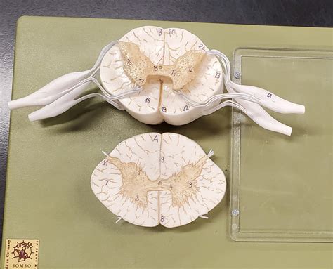 Bio Lab Spinal Cord Diagram Diagram Quizlet