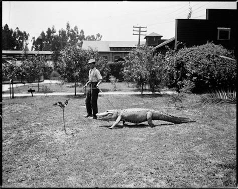 Photographs of the Los Angeles Alligator Farm (ca. 1907) — The Public ...