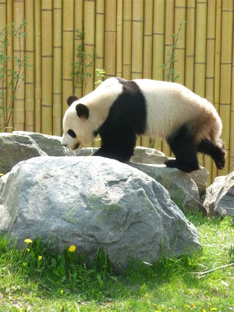 Owlkids | The Pandas at the Toronto Zoo! - Owlkids