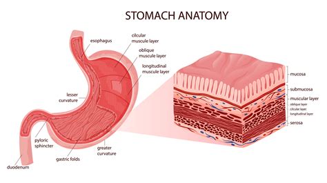 estómago anatomía educativo infografía incluso serosa y músculo capas