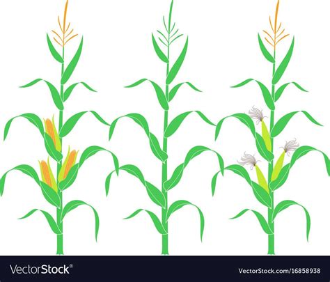 Corn Stalk Template