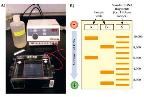 Gel Electrophoresis Study Solutions