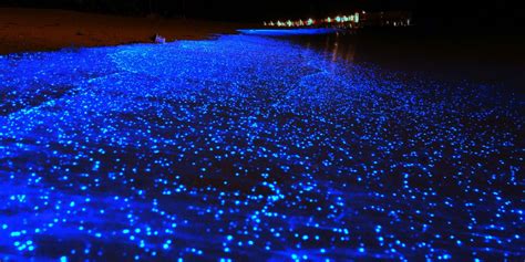 INICIA LA TEMPORADA DE BIOLUMINISCENCIA EN PLAYAS DE HOLBOX Macronews