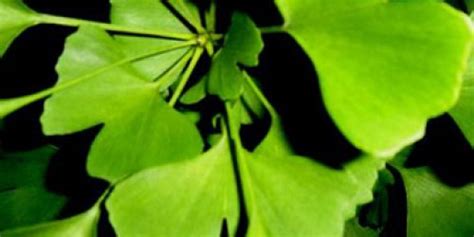 Ginkgo Biloba Protects Brain from Stroke | Nervous System Disorders and ...