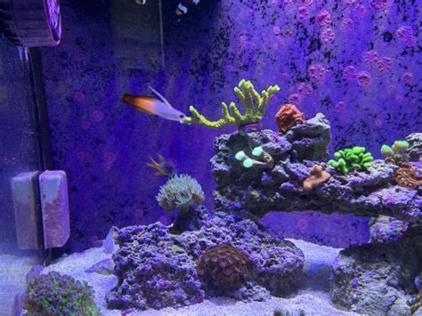 Build Thread 72 Gallon BowFront REEF2REEF Saltwater And Reef