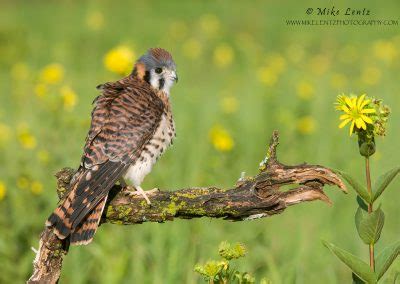 Birds Of Prey Mike Lentz Nature Photography