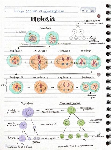 Gametogénesis Meiosis y Mitosis dibujo uDocz Notas de biología