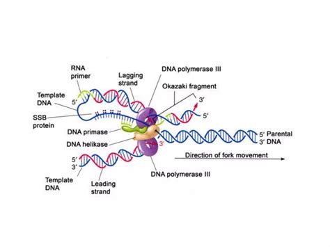 Dna Replicationpptx