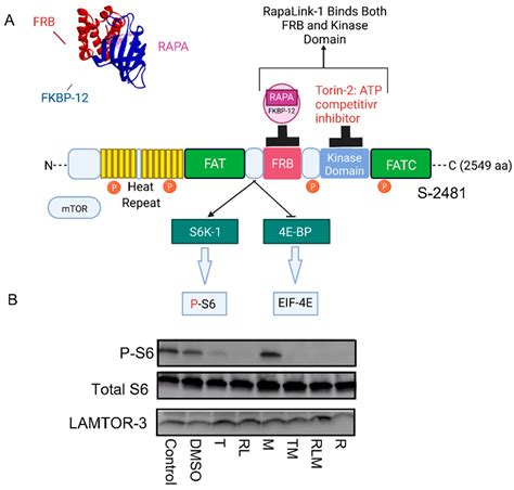 Study Examines How MTOR Complexes Control Energy Metabolism