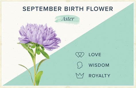 Flower Birth Month September | Best Flower Site