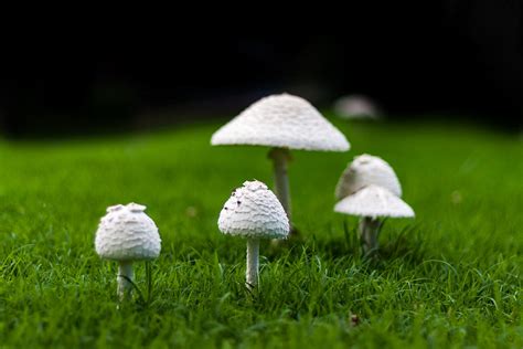 Mushrooms Photograph By Jay Stockhaus Fine Art America