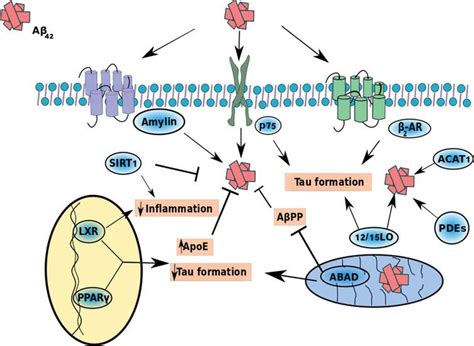 Aducanumab Mechanism Of Action - The Amyloid Cascade And Alzheimer S Disease Therapeutics Theory ...