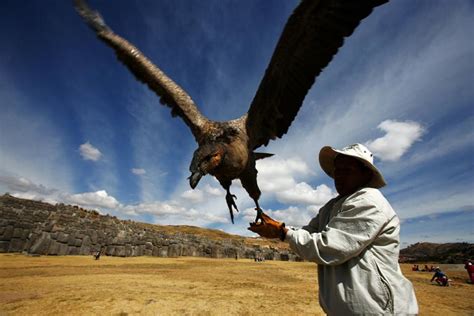 The Andean Condor Is in Trouble. The Reasons Are Known, and Preventable