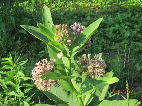 Common Milkweed Seeds, Asclepias Syriaca - Milkweed 4 Monarchs