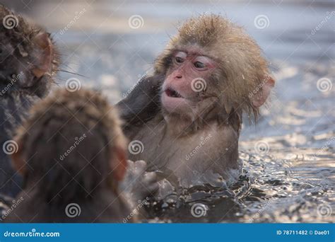 Snow Monkeys In A Natural Onsen Hot Spring Located In Jigokudani Park Yudanaka Nagano Japan