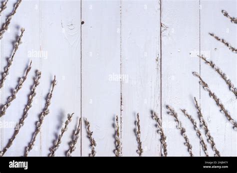 Branches Of The Pussy Willow On White Background Stock Photo Alamy