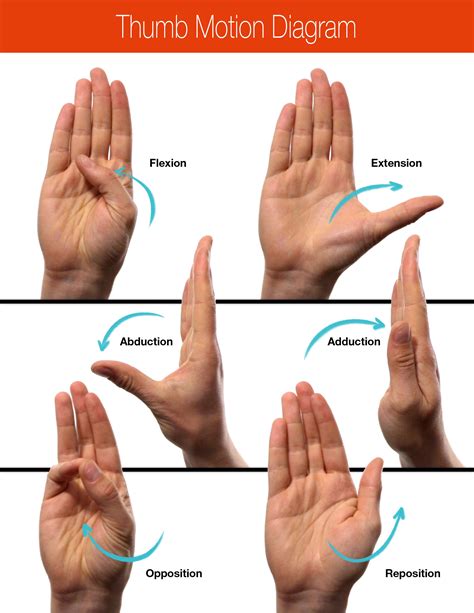 Moving The Thumb Into Anatomical Position