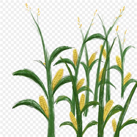 Cornfield Clipart Transparent PNG Hd Hand Painted Cornfield Corn