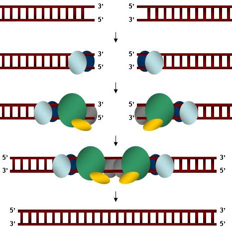 6 Structure of human Ku70/Ku80 bound to DNA. Ku70 is blue, Ku80 is pink ...