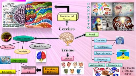 Mapas Mentales Sobre El Cerebro Y Sus Funciones Cuadro Comparativo Images