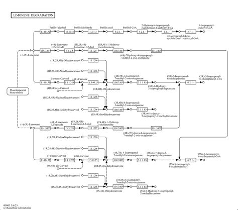 Kegg Pathway Limonene Degradation Reference Pathway