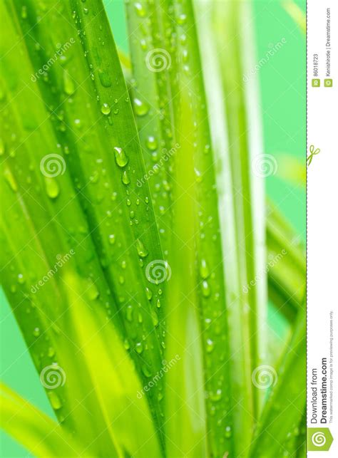 Fresh Pandan Leaves Isolated On White Background Stock Photography