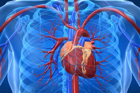 Sistema Cardiovascular Biologia A Ci Ncia Da Vida