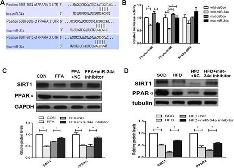 MiR 34a Target Genes Prediction Verification And The Regulation Of