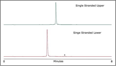 Real Time Analysis Of RNAi Duplexes Waters