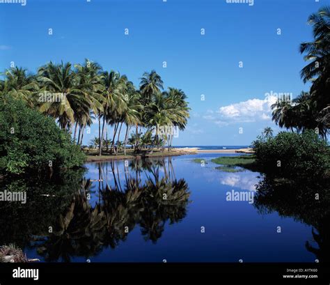 Palmenhain Am Strand In Matancitas Dominikanische Republik Stock Photo