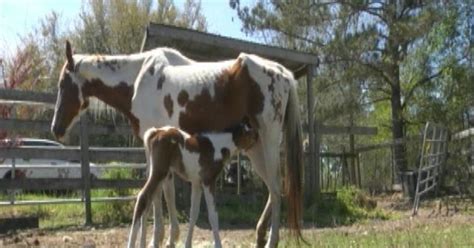 Rare twin horses born on Easter defy odds