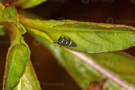 Lady Beetle Larvae 11627147 Stock Photo at Vecteezy