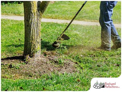 Tree Root Care Part 2 How To Protect Exposed Tree Roots