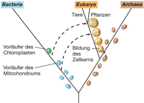 V Evolution Und Genetische Varianten Karteikarten Quizlet