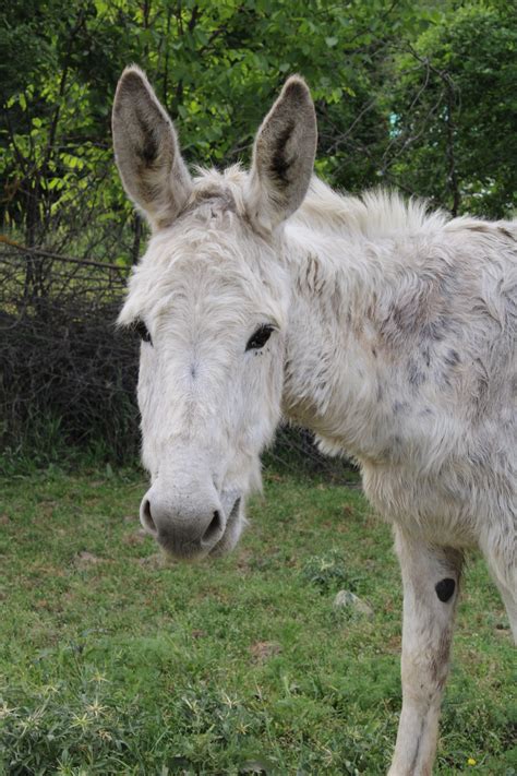 Close-Up of a Donkey's Head · Free Stock Photo