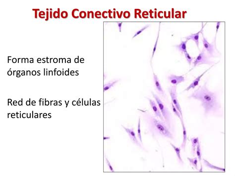 Tejidos Conectivos Ppt