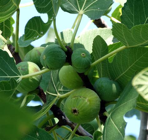 How To Grow Fig Trees In Pot Growing Fig Figs Care Naturebring