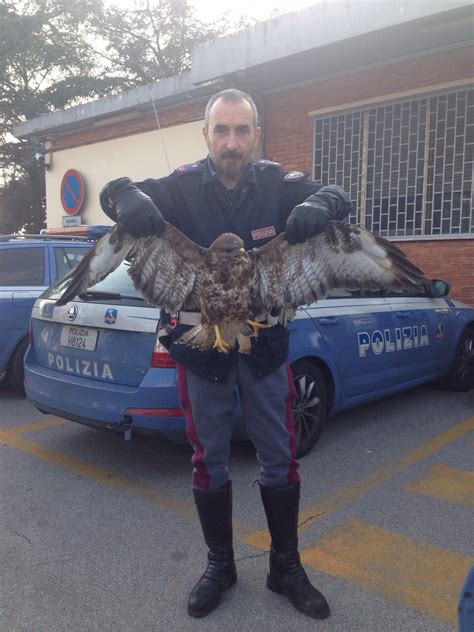 Poiana Ferita Soccorsa Sull A Dalla Polizia Stradale