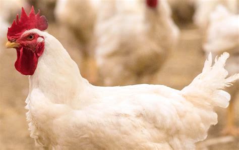 Cobb Gains Kosher Certifcation For Cobb500 Broiler Poultry News