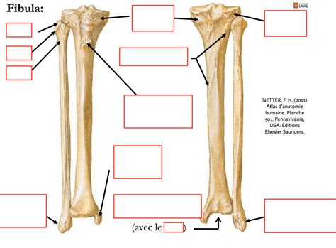 Diagram Of Tibia Fibula Quizlet