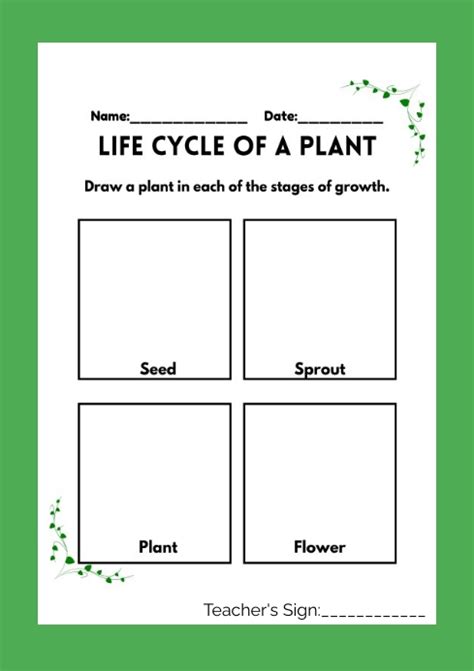 Stages Of Plant Growth Worksheet