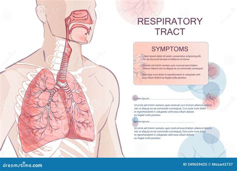 Lungor Alveoli I Luftvägarna in Näsreglaganatomi I Larynx Kroppsdelar