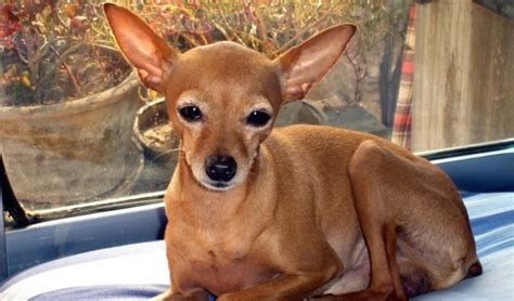 10 Things You Didn't know about the Deer Head Chihuahua