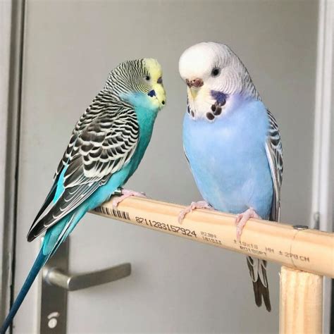 Budgies For Sale - English Budgies For Sale | Budgie Bird For Sale