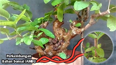 Membuat Bonsai Jambu Biji Hasil Cangkok Youtube