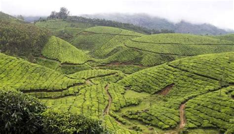 5 Most Beautiful Tea Estates To Visit In India Lifeberrys