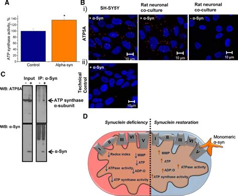 Monomeric Alpha Synuclein Exerts A Physiological Role On Brain ATP