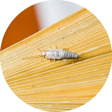 Silverfish Infestation Expert Tips For Effective Pest Management