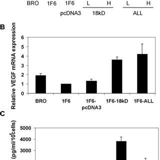 Bfgf Overexpression In F Cells And The Effect Of Bfgf Overexpression