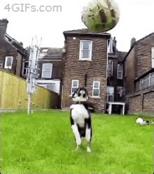 Dog Fail GIFs | Tenor